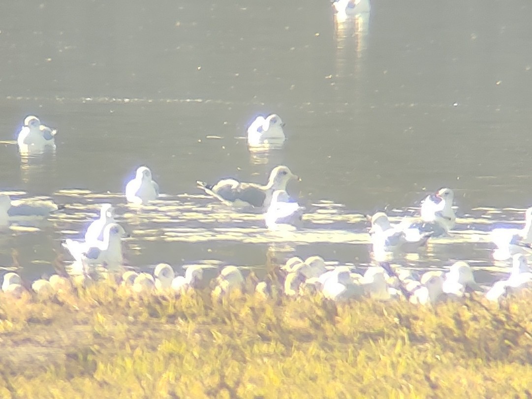 American Herring Gull - ML646870704