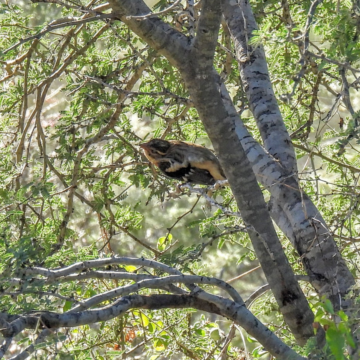 Rose-breasted Grosbeak - ML646870705