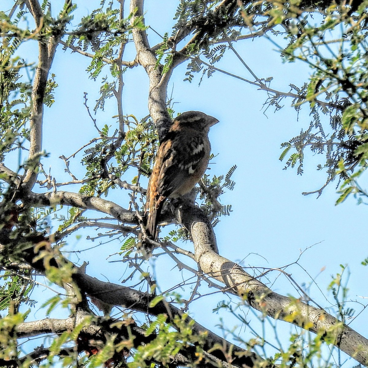 Rose-breasted Grosbeak - ML646870706