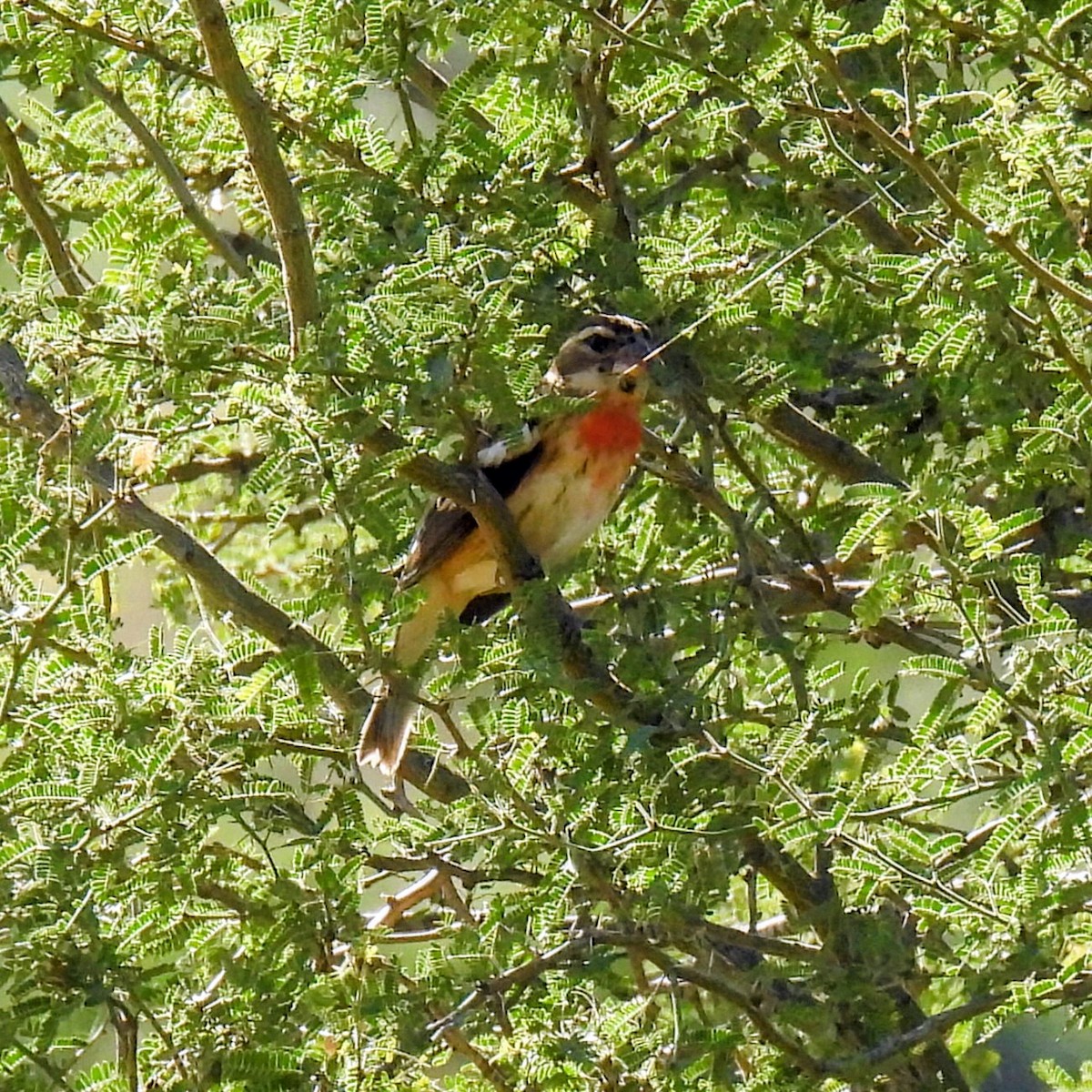 Rose-breasted Grosbeak - ML646870707