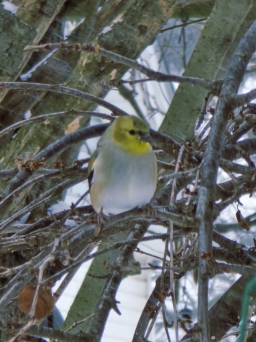 American Goldfinch - ML646870709
