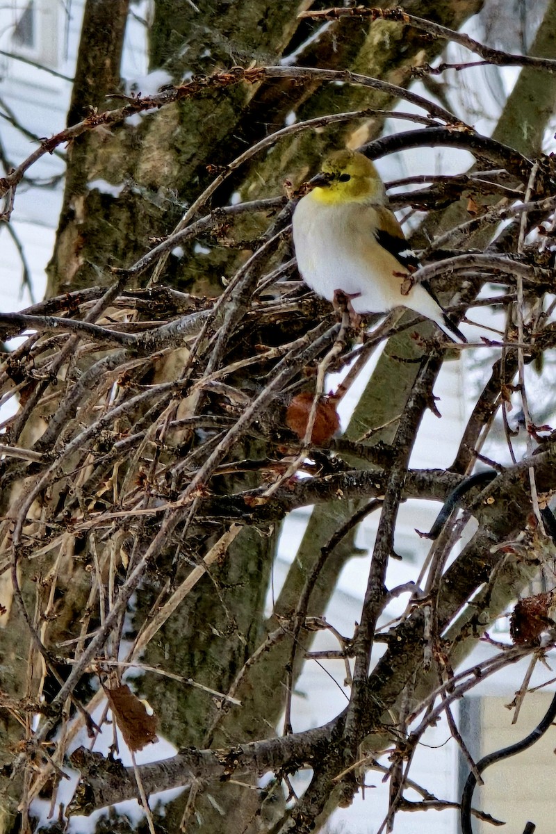 American Goldfinch - ML646870710