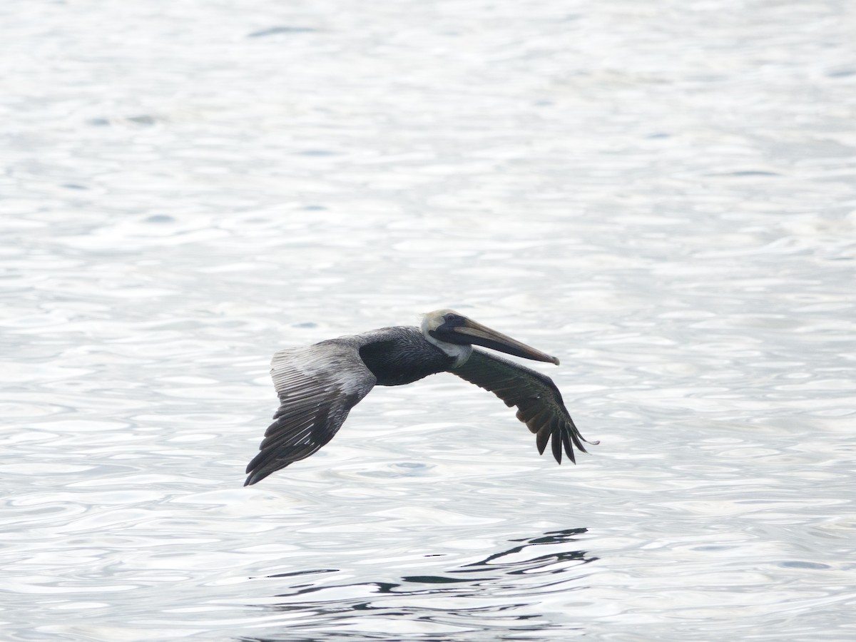 pelikán hnědý - ML646870711