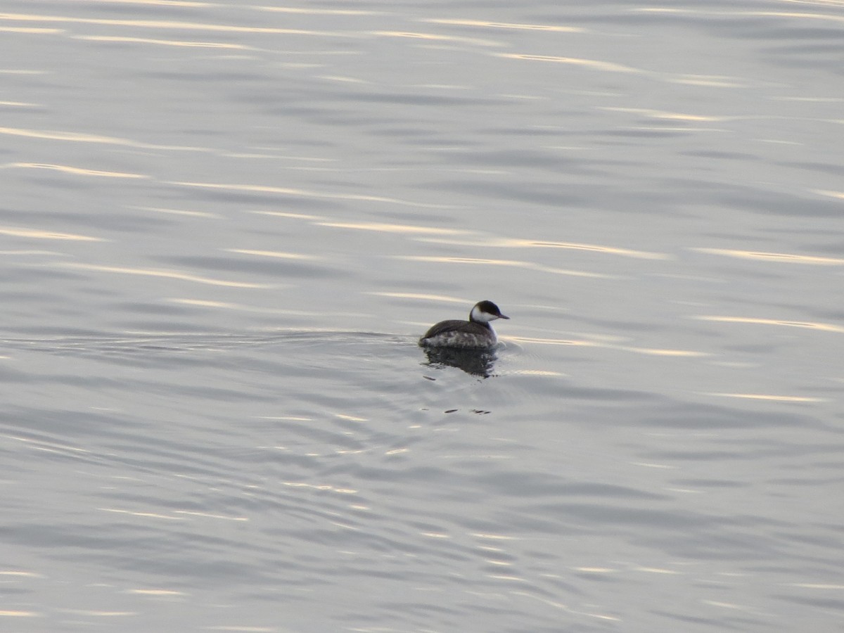 Zampullín Cuellirrojo - ML646870713