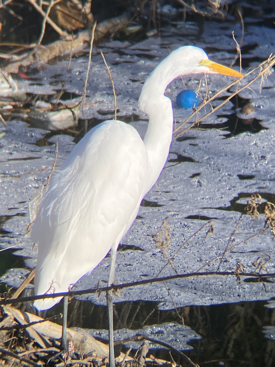 Great Egret - ML646870714