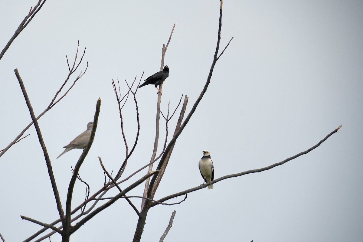 Black-collared Starling - ML646870715