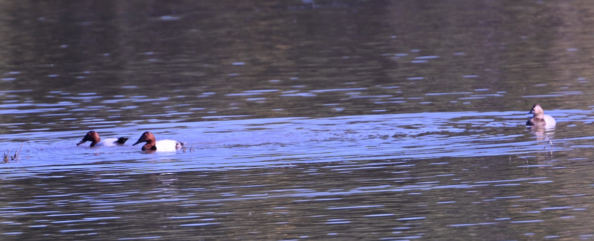 צולל ארוך-צוואר - ML646870716