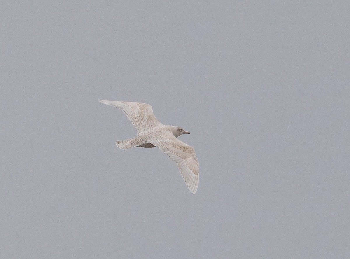 Eismöwe - ML646870718