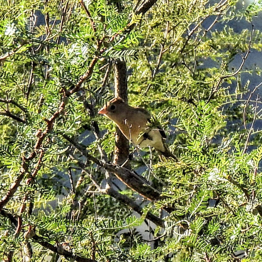 Lazuli Bunting - ML646870719