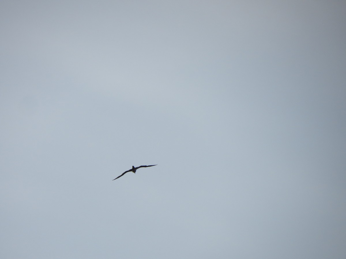 Basstölpel - ML646870722