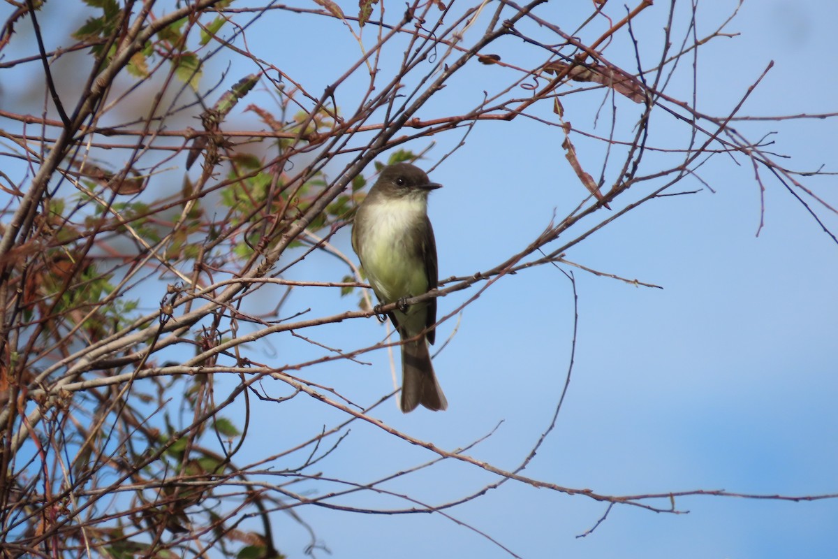 gråfibi - ML646870724