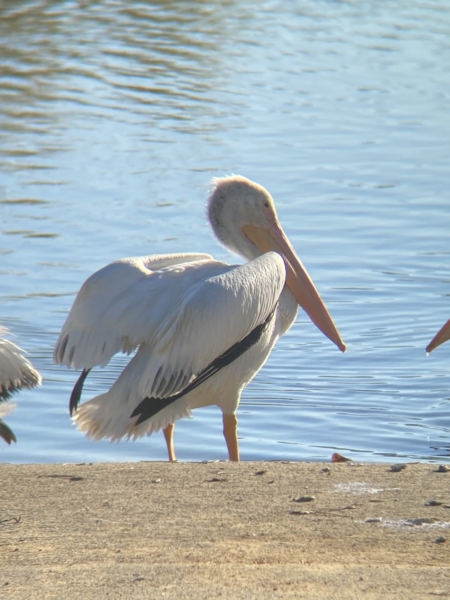 American White Pelican - ML646870725