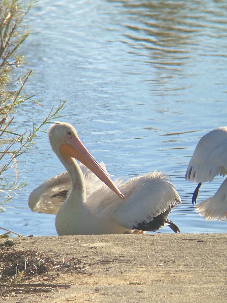American White Pelican - ML646870726