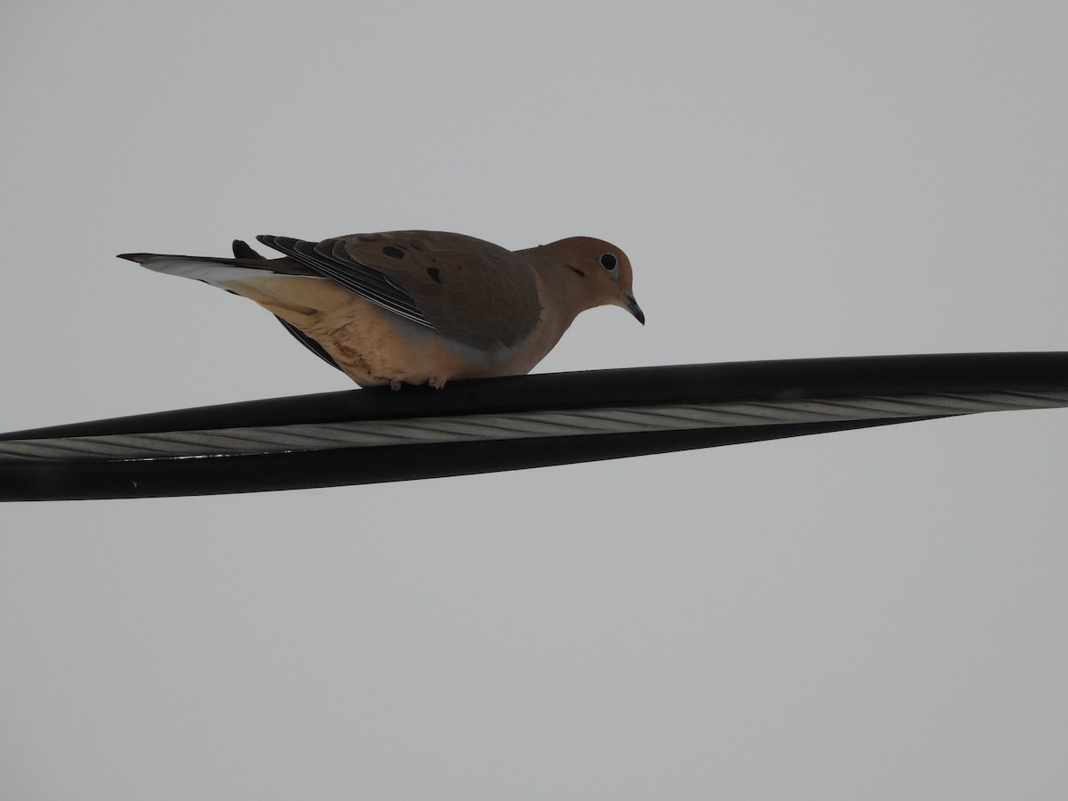 Mourning Dove - ML646870732