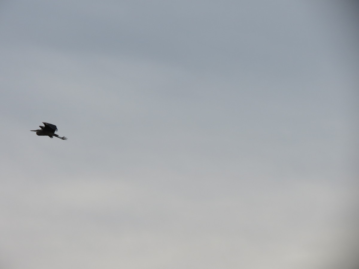 Garza Azulada - ML646870734