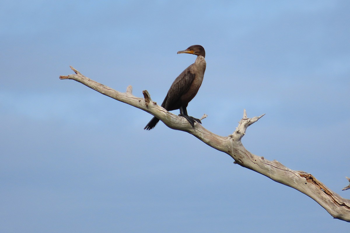 Double-crested Cormorant - ML646870735