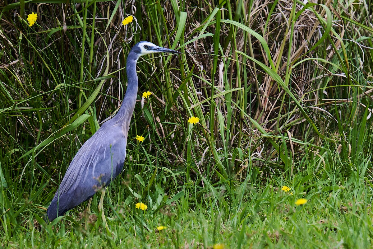 White-faced Heron - ML646870737