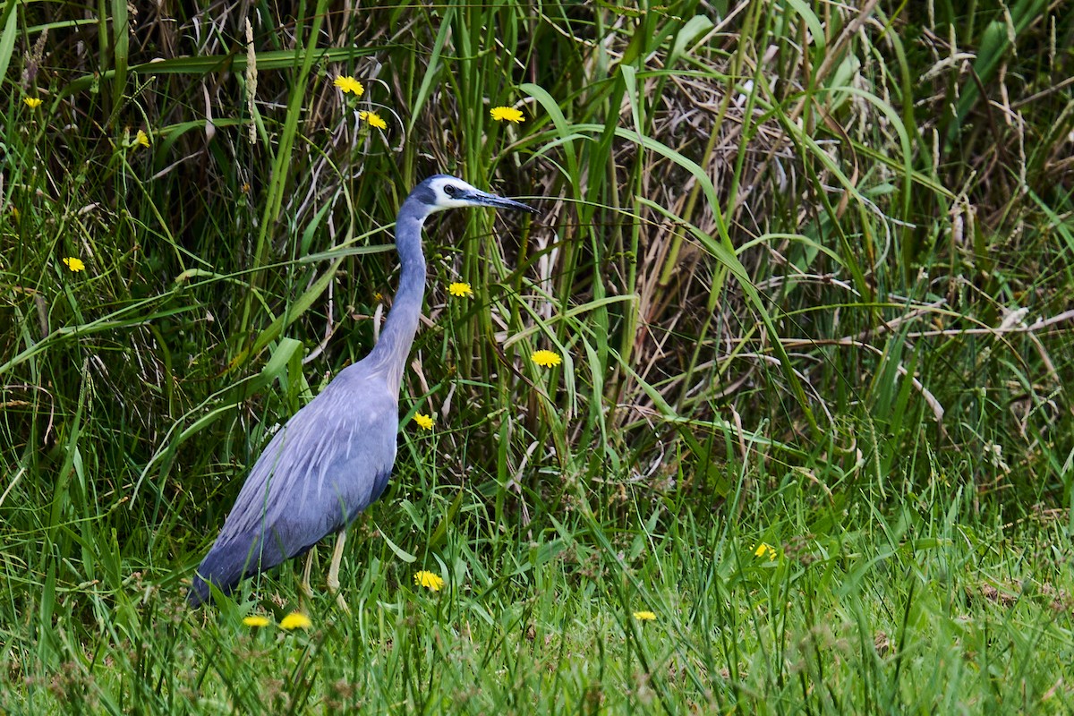 White-faced Heron - ML646870738