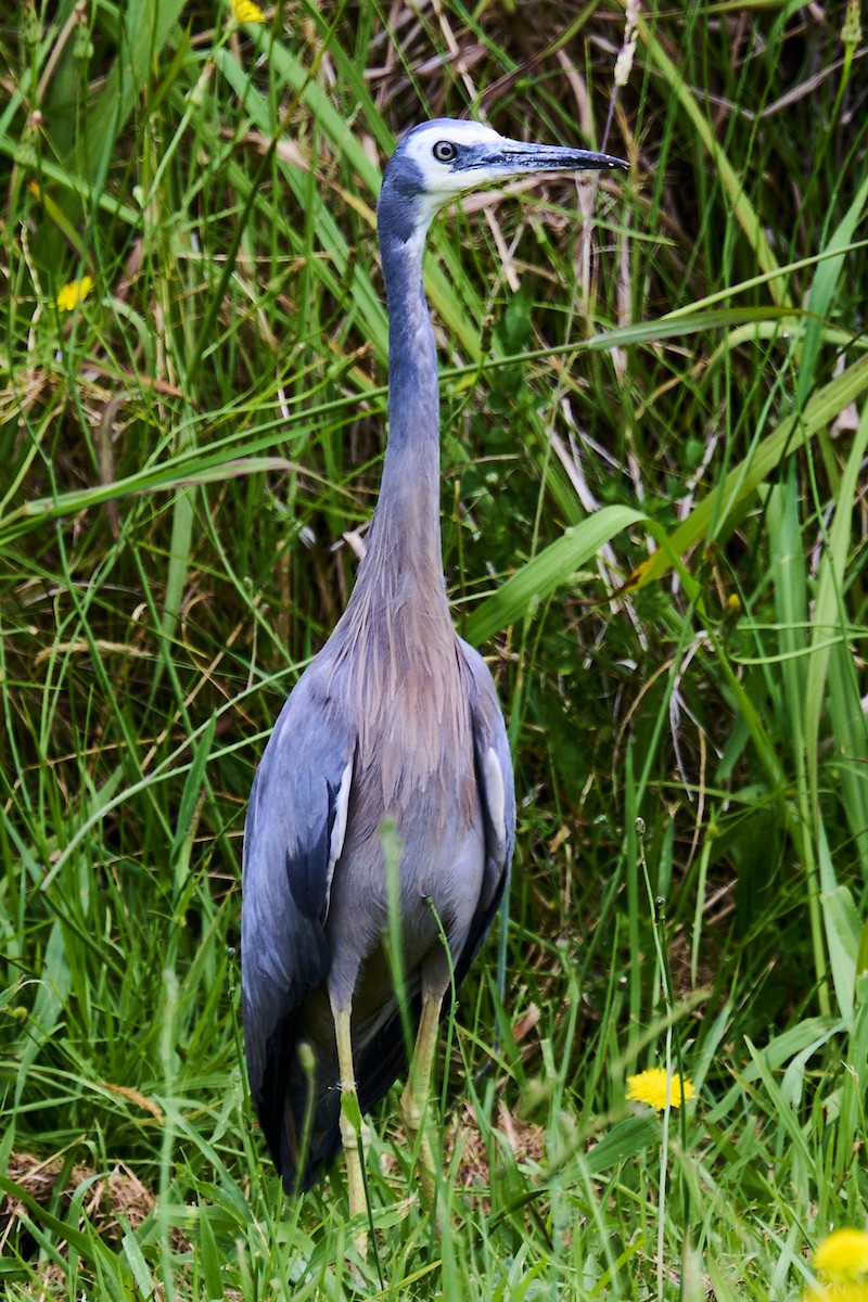 White-faced Heron - ML646870739