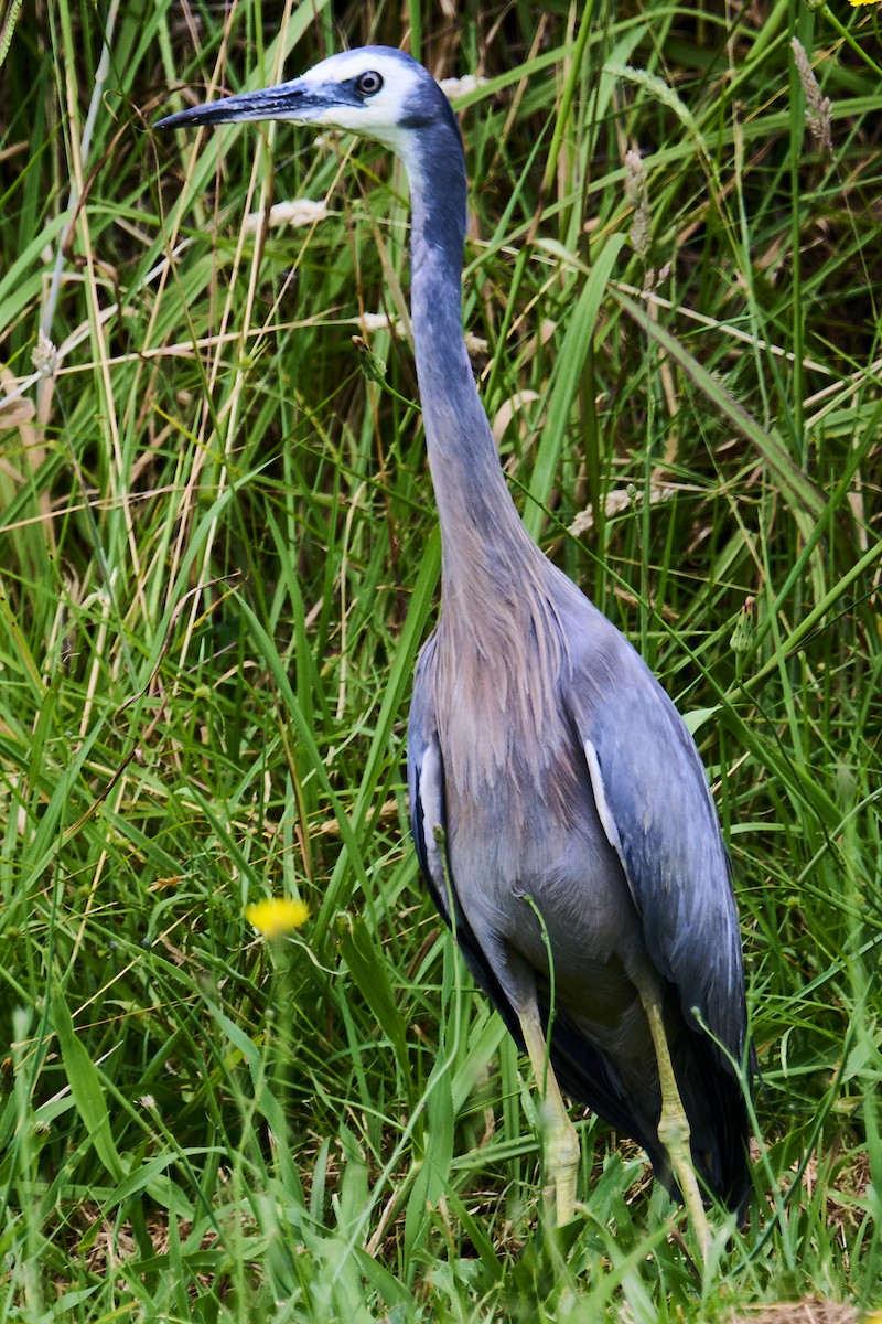 White-faced Heron - ML646870740
