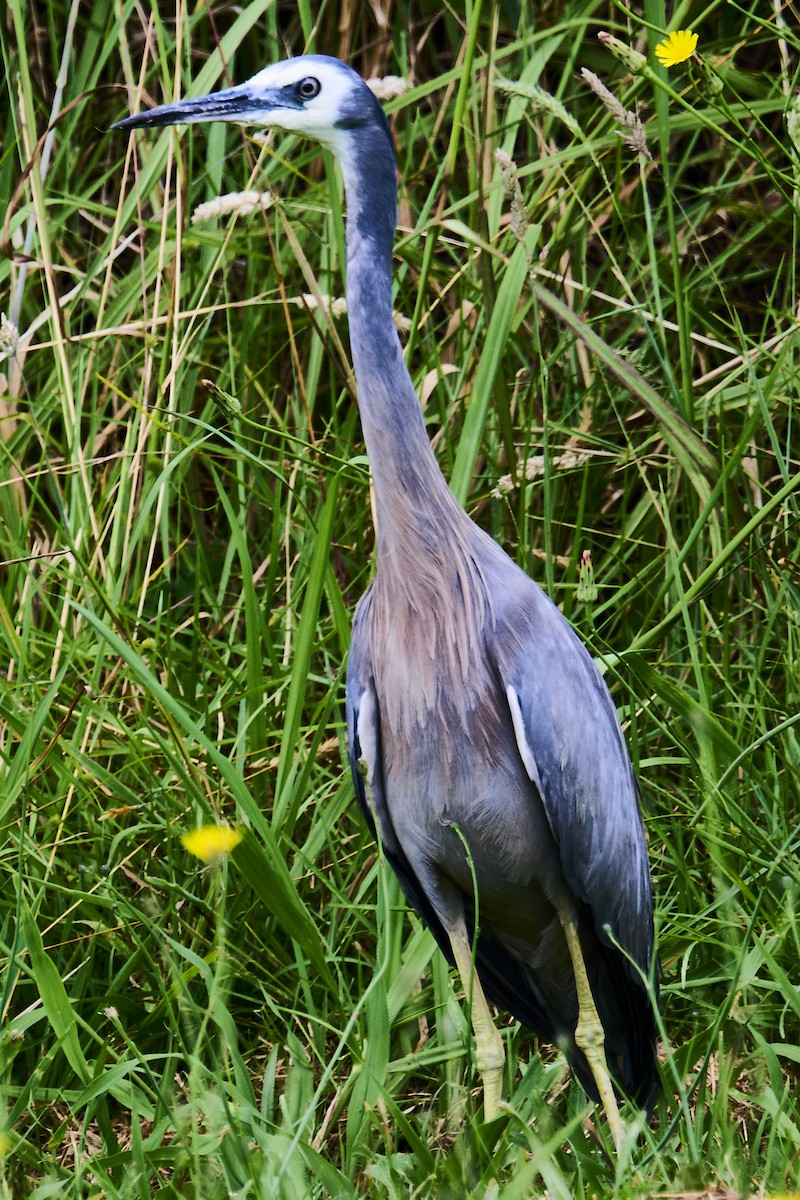 White-faced Heron - ML646870741