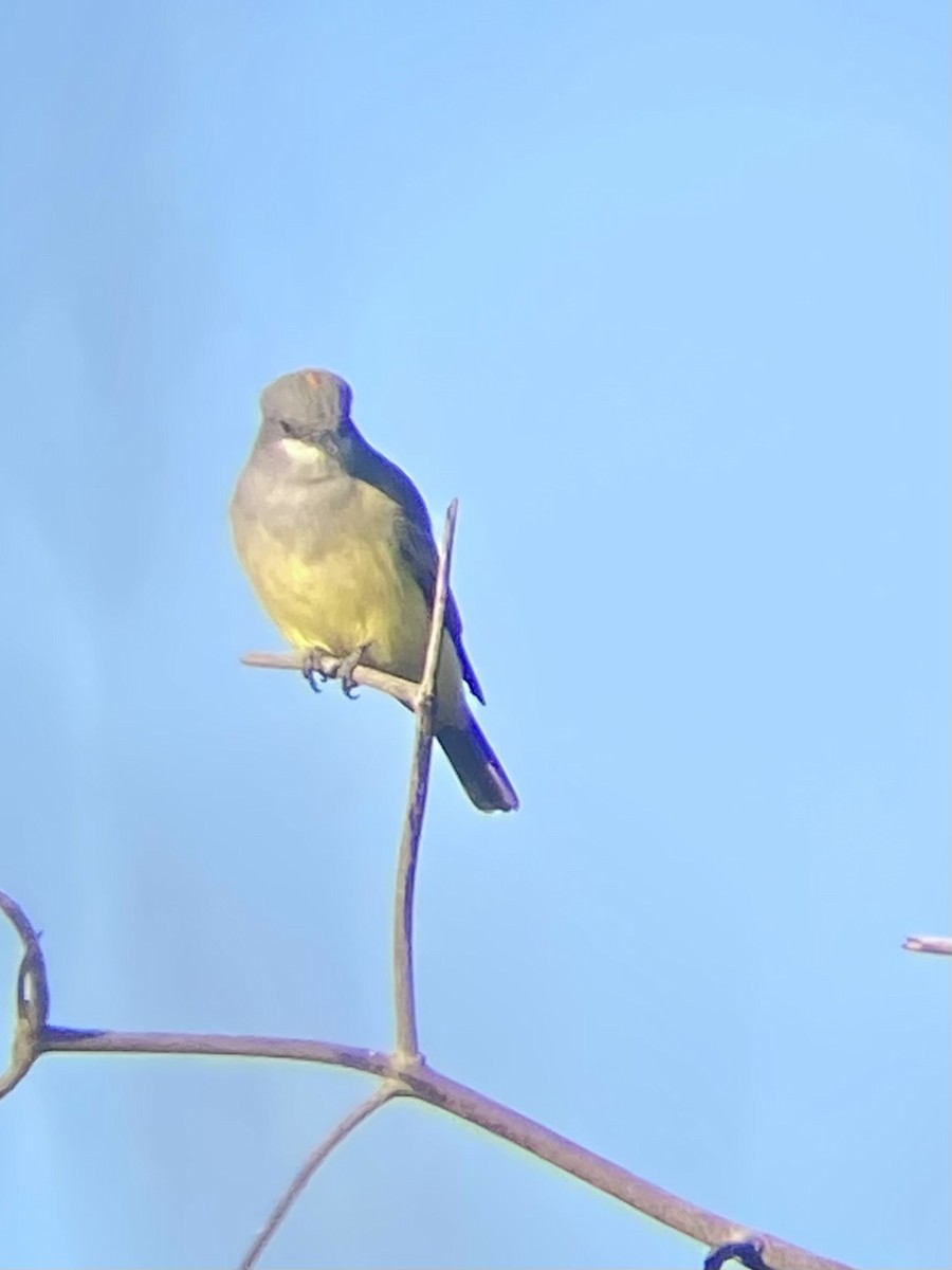 Cassin's Kingbird - ML646870745