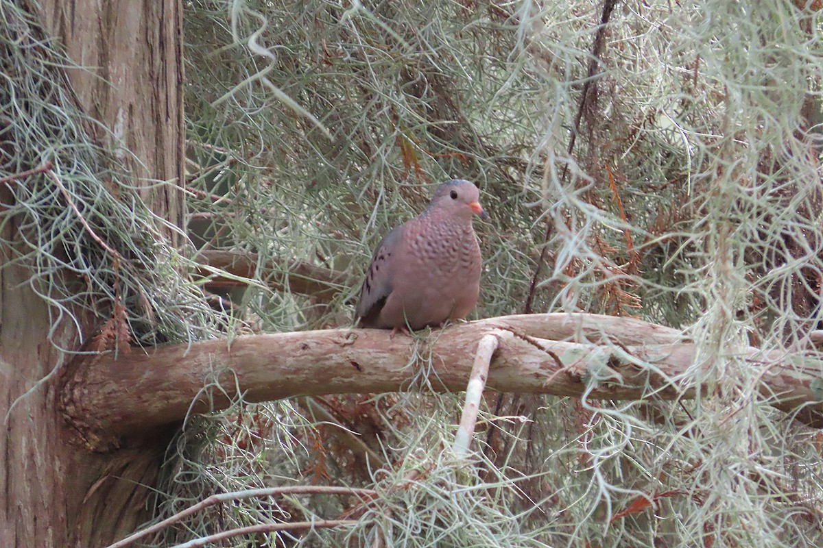 Common Ground Dove - ML646870746