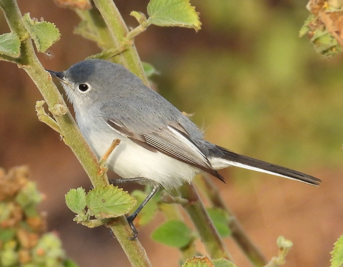 Blue-gray Gnatcatcher - ML646870747