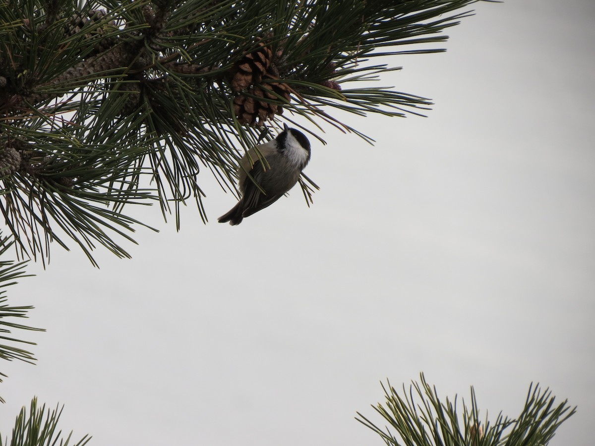 Black-capped Chickadee - ML646870756