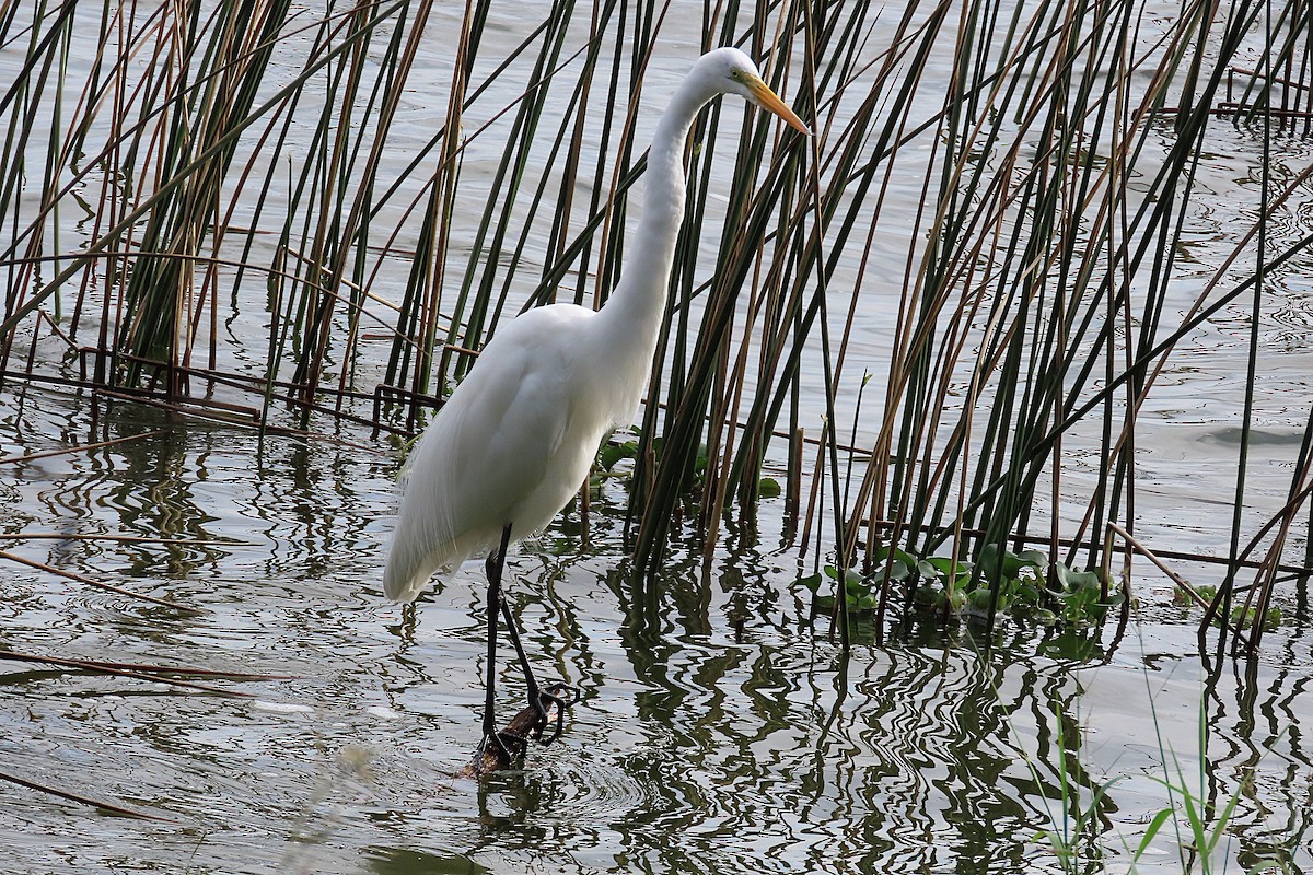 Silberreiher - ML646870758