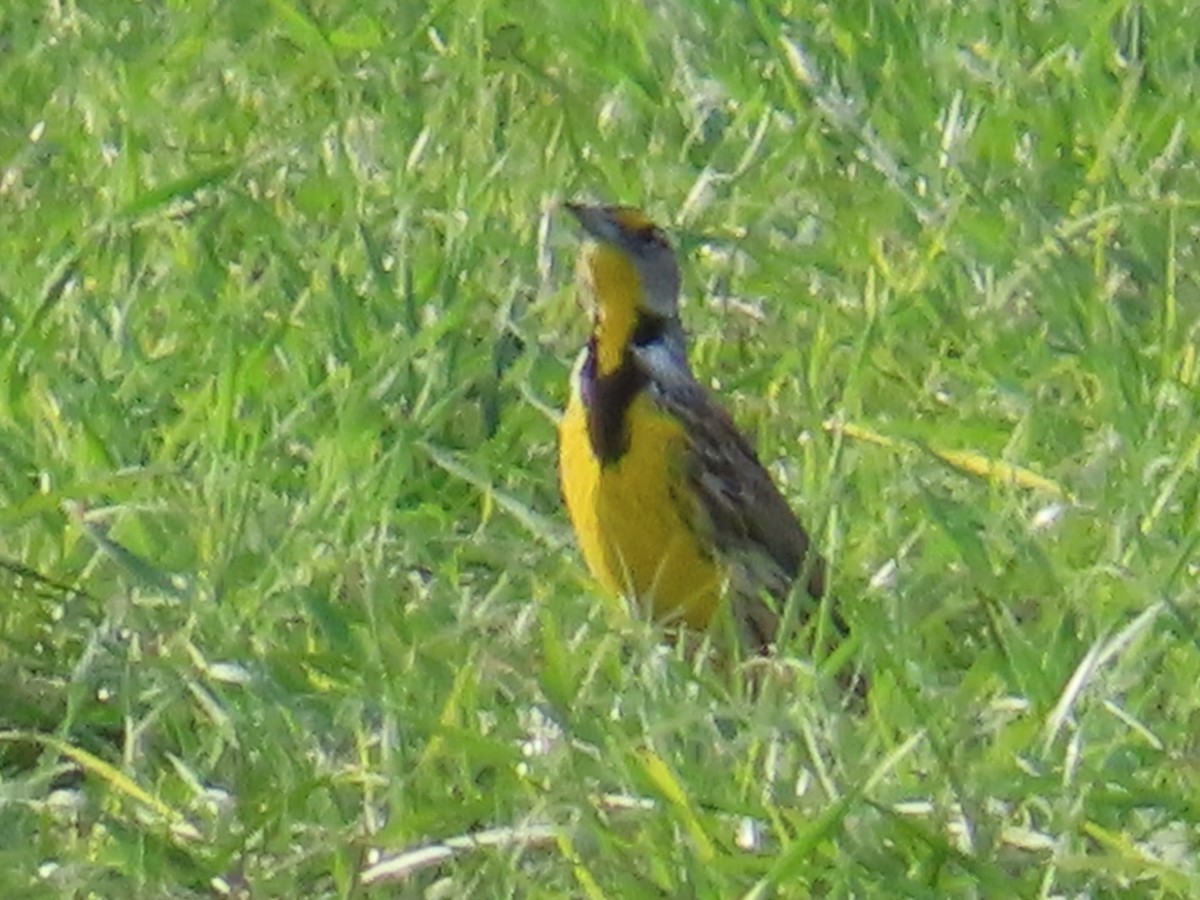 Sturnelle des prés - ML646870760