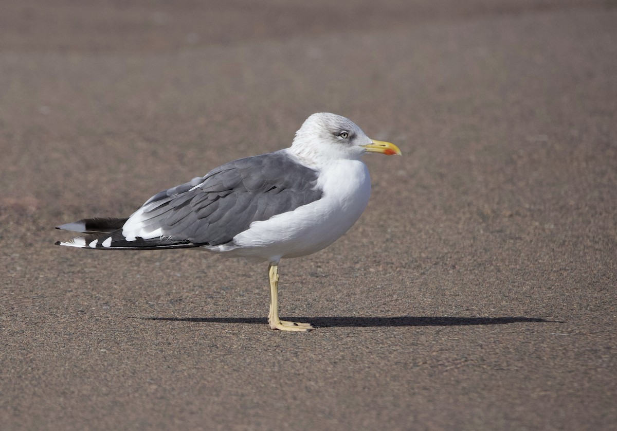 Kaio iluna - ML646870761