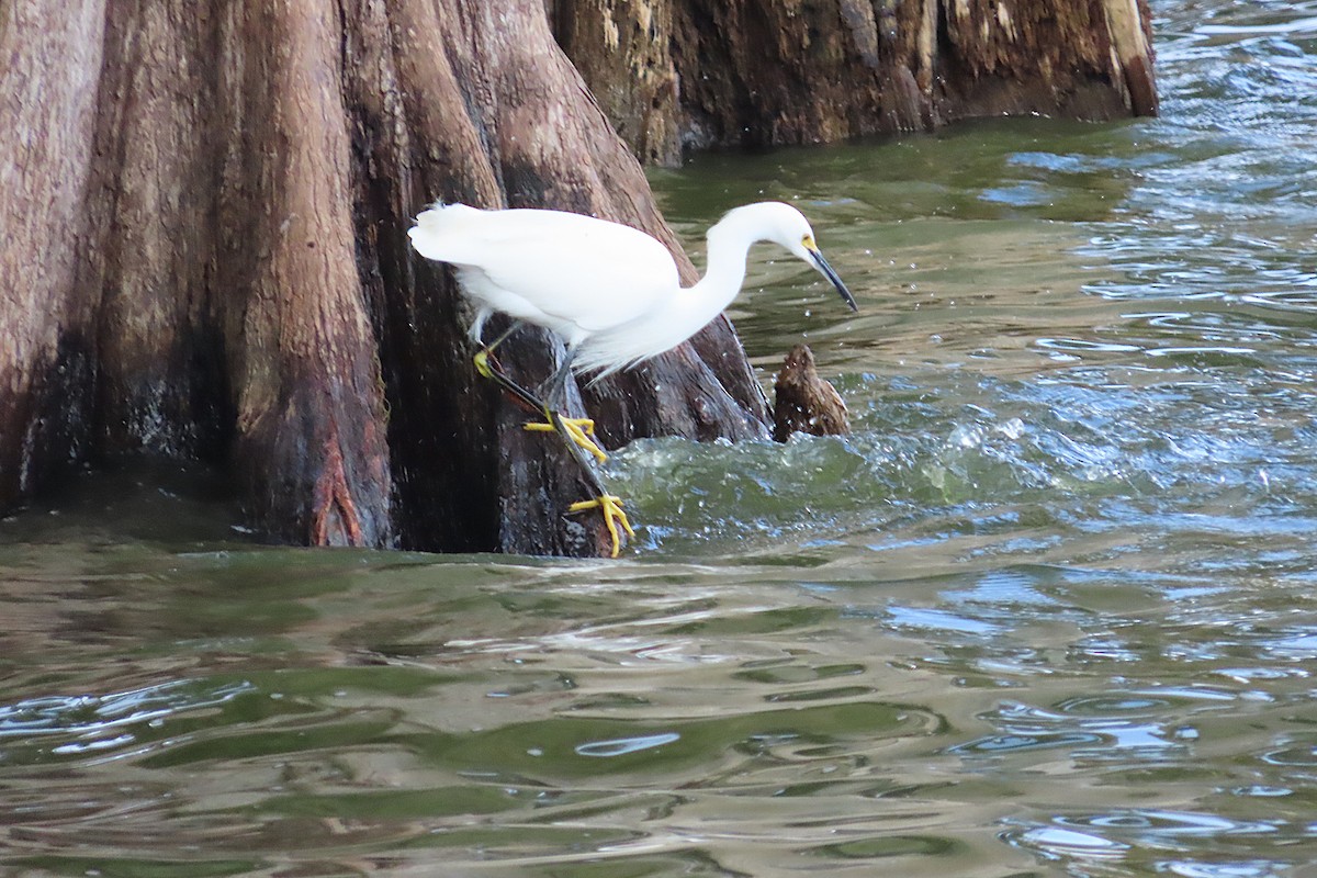 Schmuckreiher - ML646870762