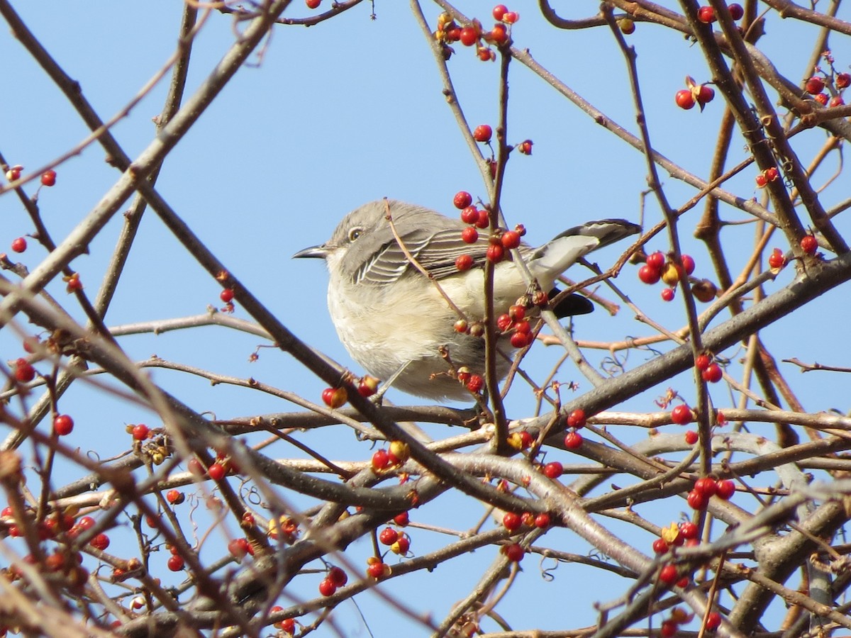 Northern Mockingbird - ML646870764