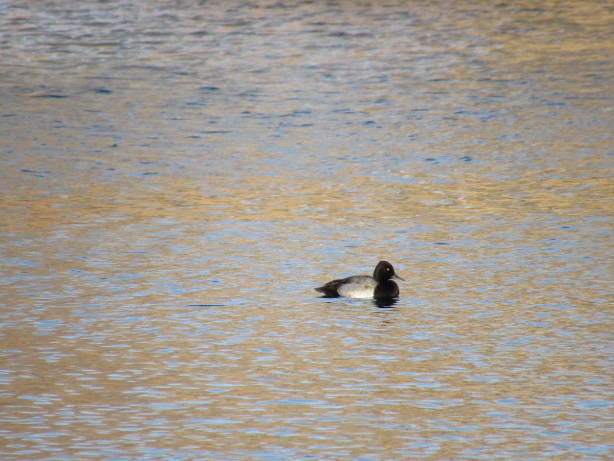 Murgilari txikia - ML646870767