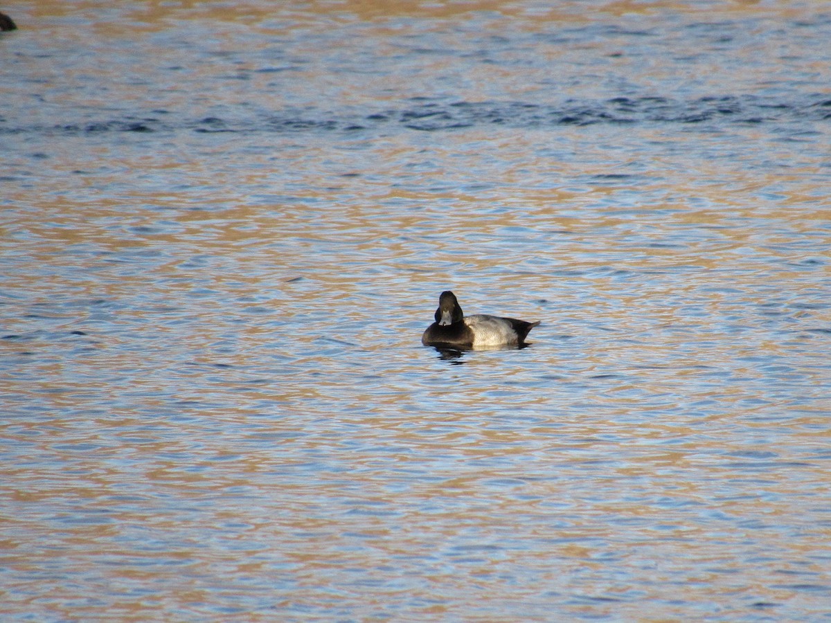 Murgilari txikia - ML646870768