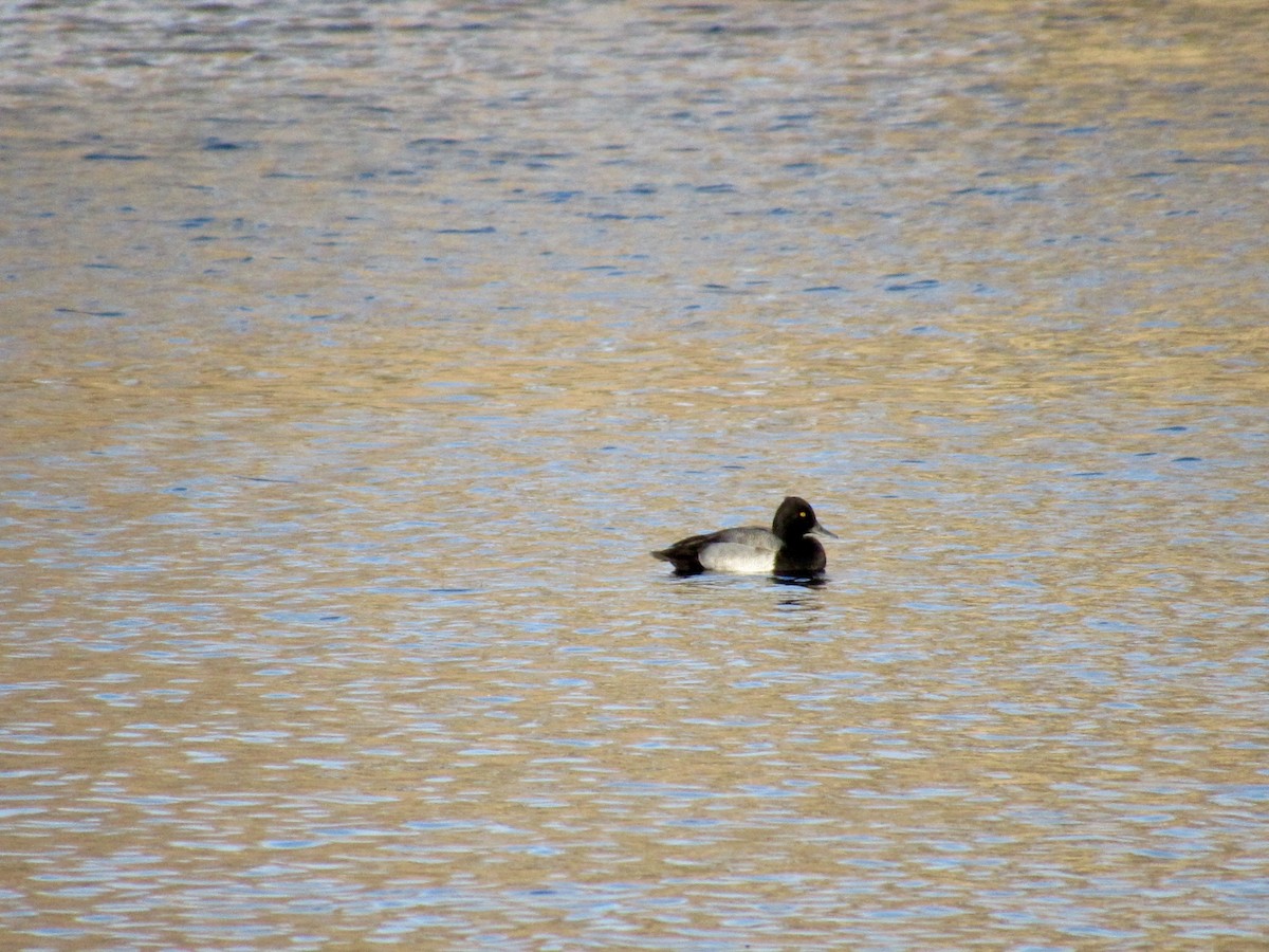 Murgilari txikia - ML646870769