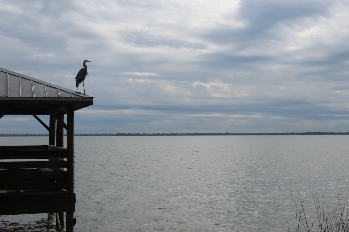 Kanadareiher - ML646870770