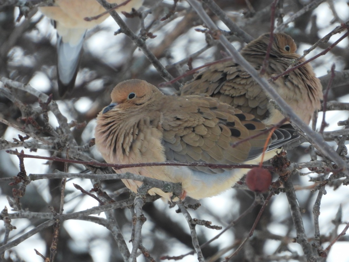 Mourning Dove - ML646870771