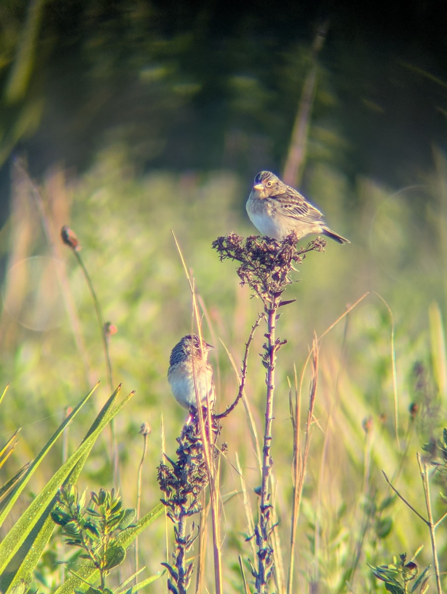 Grasshopper Sparrow - ML646870772