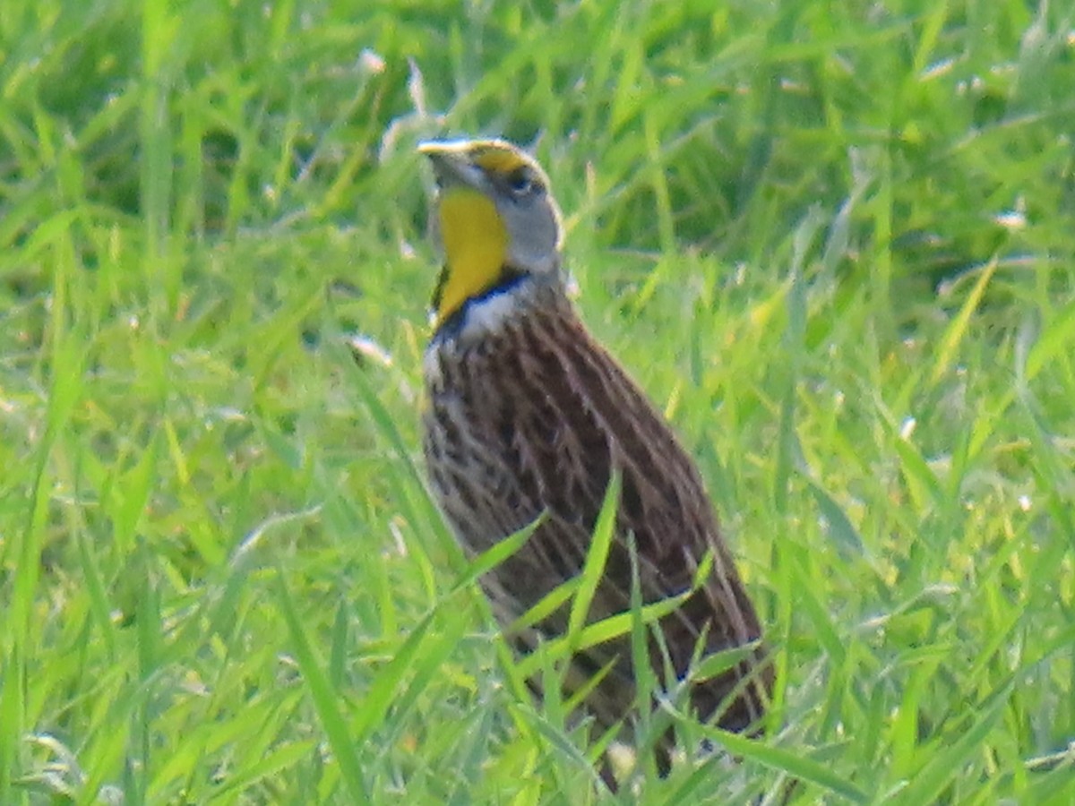 Sturnelle des prés - ML646870775