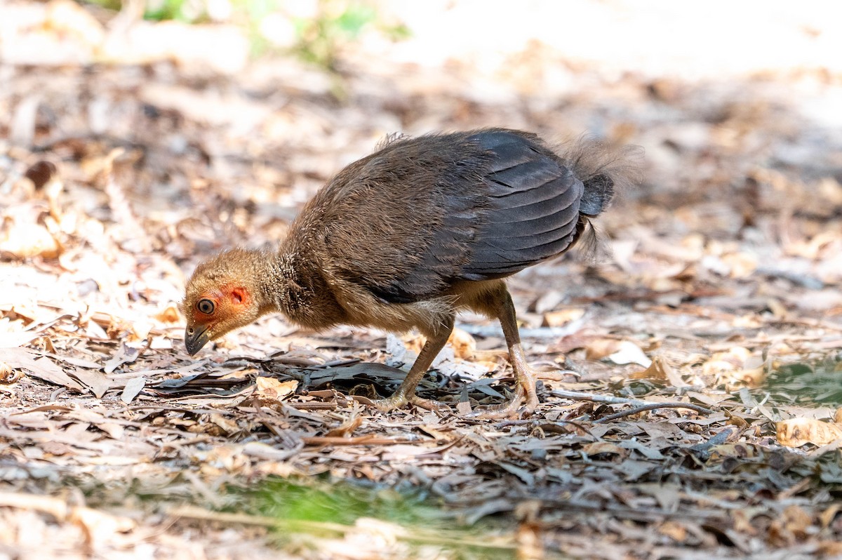 ヤブツカツクリ - ML646870776