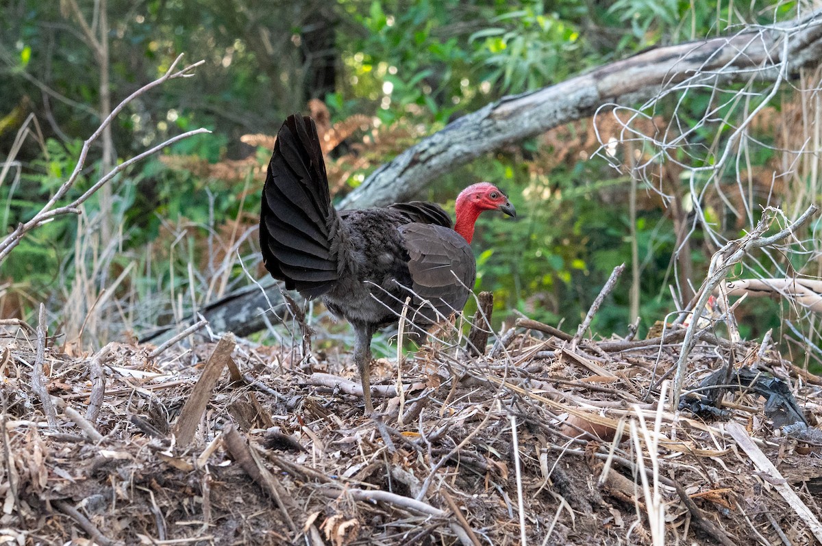 ヤブツカツクリ - ML646870777