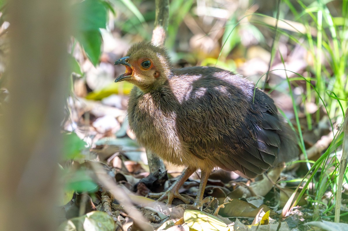 ヤブツカツクリ - ML646870778