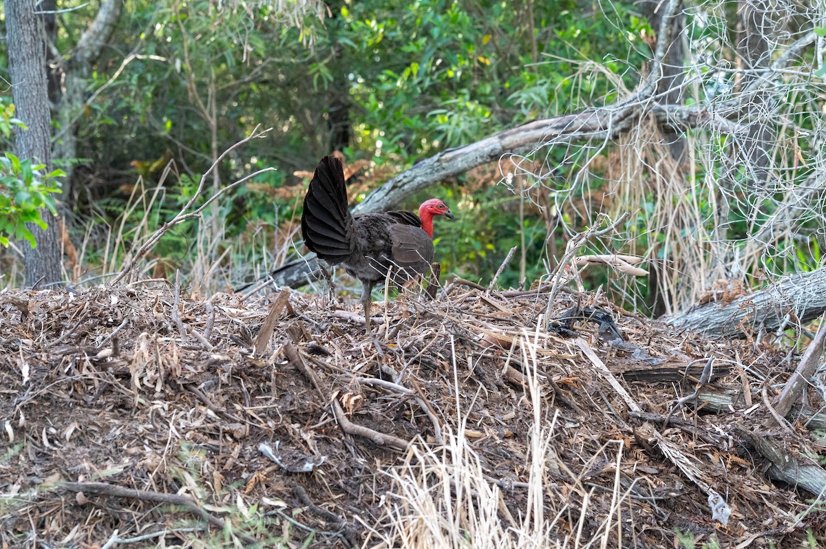 ヤブツカツクリ - ML646870779