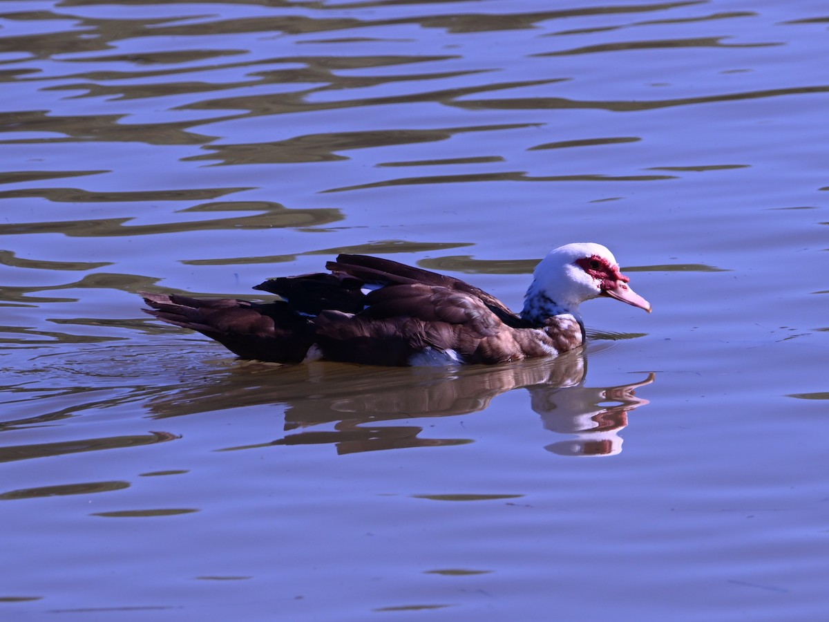 ברבר (מבוית) - ML646870780