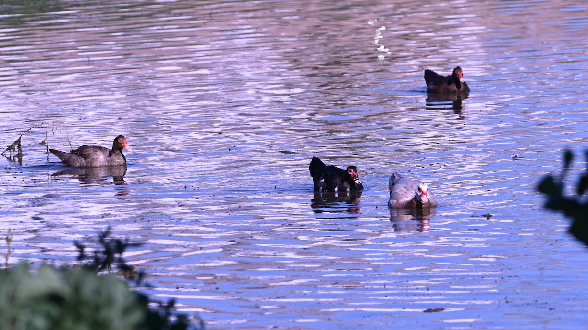 ברבר (מבוית) - ML646870781