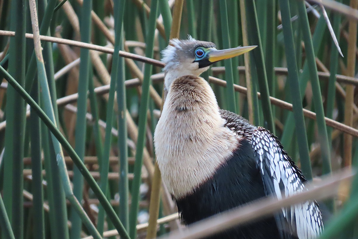 Amerika-Schlangenhalsvogel - ML646870783