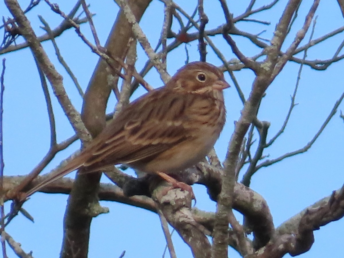 Vesper Sparrow - ML646870786