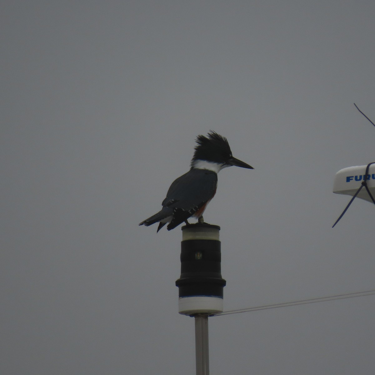 Belted Kingfisher - ML646870789